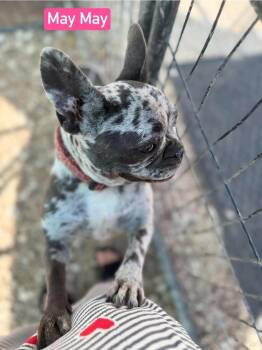 May May aka Ellie Mae -  French Bulldog Dog for Adoption in Warrenton, Missouri - May May Aka Ellie Mae | PetCurious