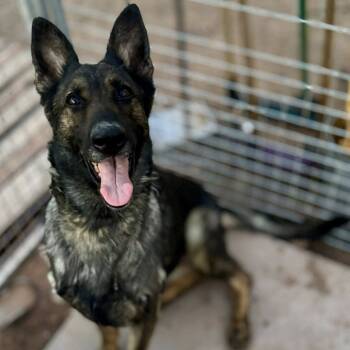 Rescue German Shepherd Dog Dogs for Adoption in Van Horne, Iowa - Dani 12/01/2025 | PetCurious