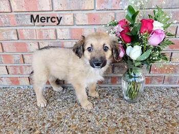 Australian Shepherd Dogs Available for Adoption - PUPPY MERCY | PetCurious