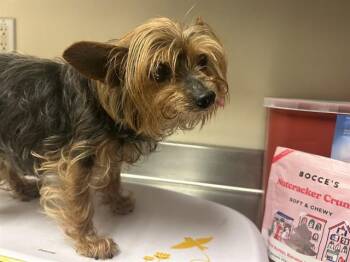Yorkshire Terrier Dogs Available for Adoption in Martinez, California - A1045865 | PetCurious