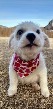 Great Pyrenees and Australian Shepherd Dogs Available for Adoption - Candy | PetCurious