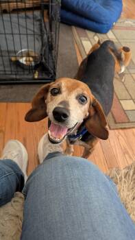 Gramps -  Beagle Dog for Adoption in Plainfield, Illinois - Gramps | PetCurious