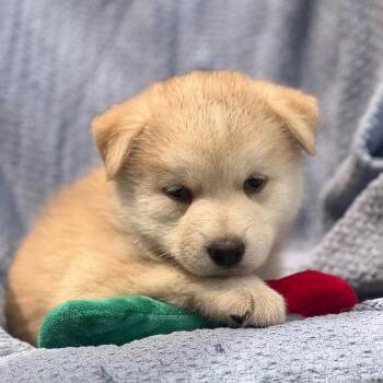 Marshmallow Pup - Rocky Road -  Shepherd and Husky Dog for Adoption in San Diego, California - Marshmallow Pup - Rocky Road | PetCurious