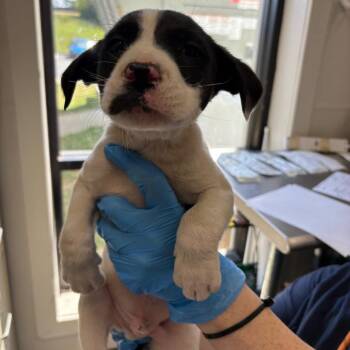 Mixed Breed Dogs Available for Adoption in Columbiana, Alabama - Mercury | PetCurious