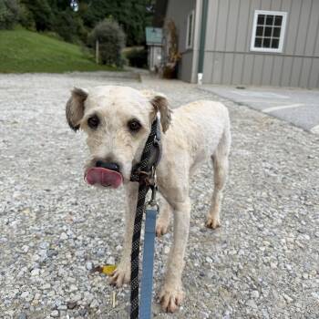 Rose -  Wheaten Terrier Dog for Adoption in Phoenixville, Pennsylvania - Rose | PetCurious
