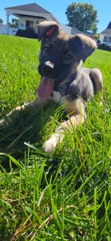 Brody -  Shepherd Dog for Adoption in Berlin, New Jersey - Brody | PetCurious
