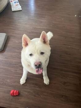 SKY -  Akita Dog Available for Adoption in Omaha, Nebraska - SKY | PetCurious