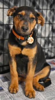 Shepherd and Hound Dogs Available for Adoption - Outlaw | PetCurious