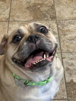 Puggle Dogs Available for Adoption - Blanche | PetCurious