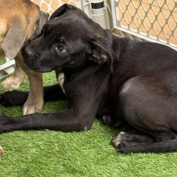 Kimi Finster -  Pit Bull Terrier and Black Labrador Retriever Dog for Adoption in Manchester, Pennsylvania - Kimi Finster | PetCurious