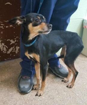 Miniature Pinscher Dogs Available for Adoption in Muskegon, Michigan - Maria-Gale | PetCurious