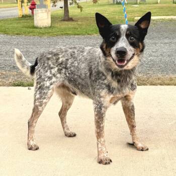 Rescue Australian Cattle Dog Blue Heeler Dogs for Adoption in Marshall, Virginia - Ransom | PetCurious