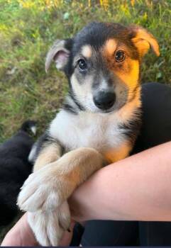 Cash -  German Shepherd Dog Dog for Adoption in Suamico, Wisconsin - Cash | PetCurious