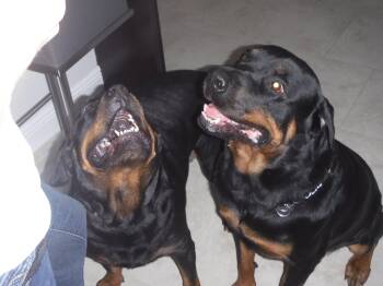 Rescue Rottweiler Dogs for Adoption in Santa Fe, Florida - Coco And Chanel | PetCurious