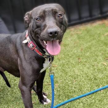 Rescue Pit Bull Terrier and Mixed Breed Dogs for Adoption in Charlottesville, Virginia - Lestat | PetCurious