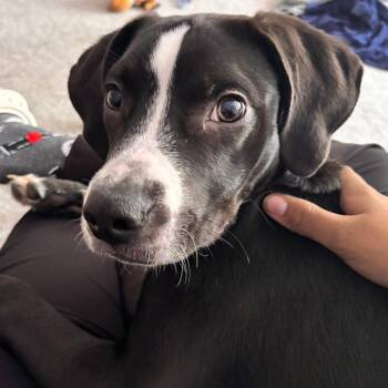 Zylow -  Border Collie Dog for Adoption in Melbourne, Kentucky - Zylow | PetCurious