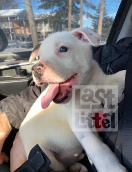 American Bully and Mastiff Dogs Available for Adoption - Casper  | PetCurious