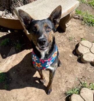 German Shepherd Dog and Mixed Breed Dogs Available for Adoption - LUKE | PetCurious