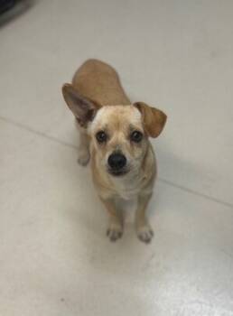 Rescue Chihuahua Dogs for Adoption in San Luis Obispo, California - Peanut | PetCurious