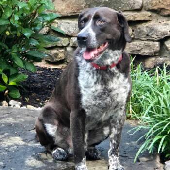 Eli -  Hound Dog for Adoption in Little Rock, Arkansas - Eli | PetCurious