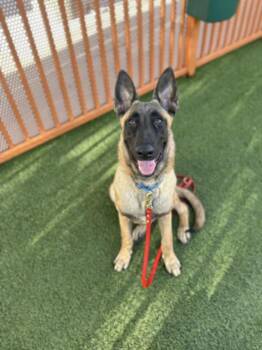 HOLLYWOOD -  Belgian Shepherd Malinois Dog for Adoption in Las Vegas, Nevada - HOLLYWOOD | PetCurious