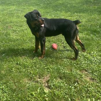Hank -  Rottweiler Dog for Adoption in Jarrettsville, Maryland - Hank | PetCurious