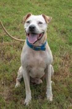 Grumpa Arnold -  Pit Bull Terrier Dog for Adoption in La Grange, Texas - Grumpa Arnold | PetCurious