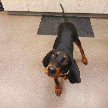 Coonhound Dogs Available for Adoption in Chattanooga, Tennessee - MJ | PetCurious