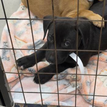 John Roy -  Labrador Retriever Dog for Adoption in Birmingham, Alabama - John Roy | PetCurious