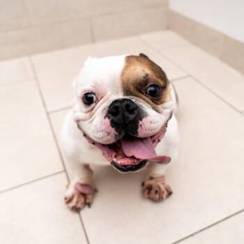 Penn -  English Bulldog Dog for Adoption in New York, New York - Penn | PetCurious