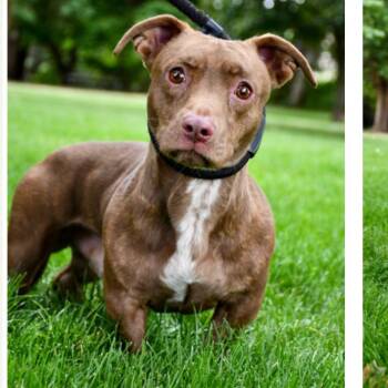 Lowrider -  Dachshund and Pit Bull Terrier Dog for Adoption in Tacoma, Washington - Lowrider | PetCurious