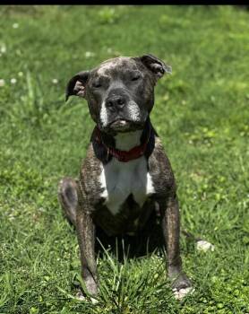 Rescue Mixed Breed Dogs for Adoption in Northwood, New Hampshire - Celeste | PetCurious