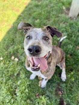 Eeyore -  Mixed Breed Dog for Adoption in Roseburg, Oregon - Eeyore | PetCurious