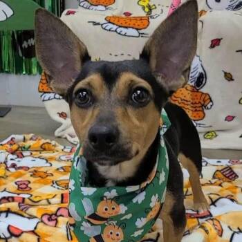 Max -  Miniature Pinscher and Rat Terrier Dog for Adoption in Williston, Vermont - Max | PetCurious