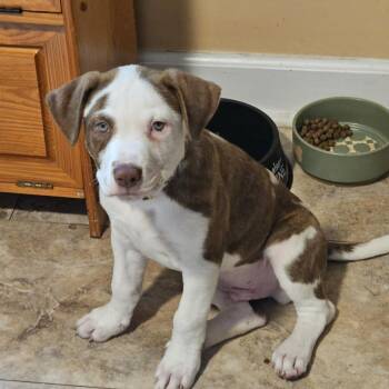 Cheeseburger -  Pit Bull Terrier Dog for Adoption in East Hanover, New Jersey - Cheeseburger | PetCurious