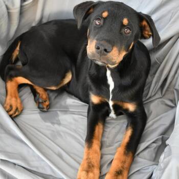 Shepherd Dogs Available for Adoption in Beaumont, Texas - Ritchie | PetCurious