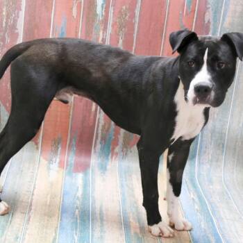 American Staffordshire Terrier Dogs Available for Adoption in Casa Grande, Arizona - ThunderStorm | PetCurious