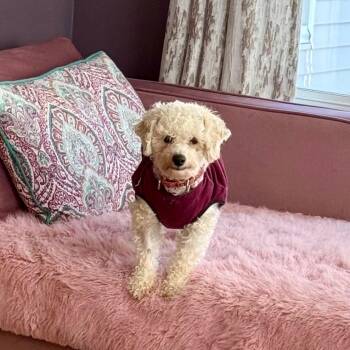 Bichon Frise Dogs Available for Adoption - Tatianna | PetCurious