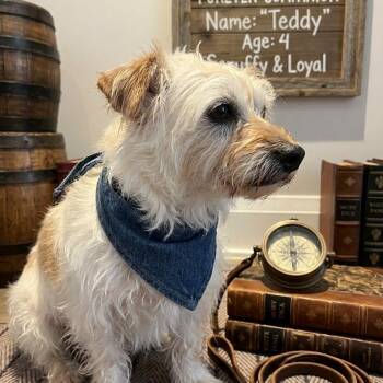 Teddy -  Yorkshire Terrier and Mixed Breed Dog Available for Adoption - Teddy | PetCurious