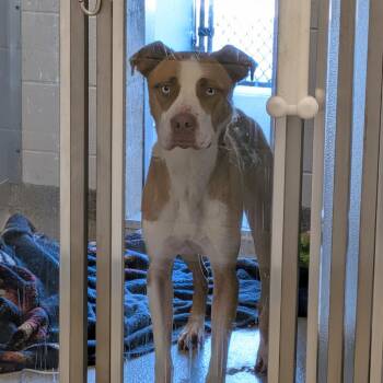 Dudley -  Pit Bull Terrier Dog for Adoption in Matteson, Illinois - Dudley | PetCurious