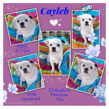 Cayleb WV14341-T LOCAL Adoption Event in Woodinville 8/23 -  Chihuahua and Pekingese Dog for Adoption in Missouri City, Texas - Cayleb WV14341-T LOCAL Adoption Event In Woodinville 8/23 | PetCurious