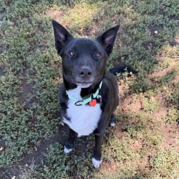 Bullet -  Mixed Breed Dog for Adoption in Medford, Oregon - Bullet | PetCurious