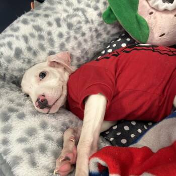Roo -  Pit Bull Terrier Dog for Adoption in Greensboro, North Carolina - Roo | PetCurious