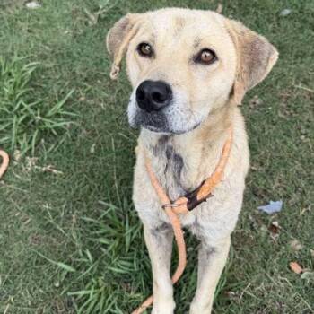 BRADLEY -  Retriever Dog for Adoption in Fernandina Beach, Florida - BRADLEY | PetCurious
