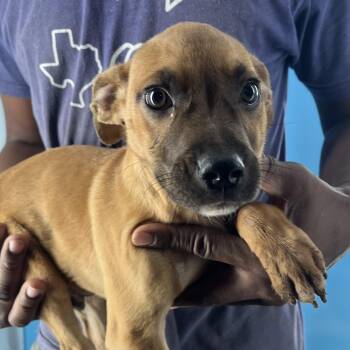 Rescue Black Mouth Cur Dogs for Adoption in Brookshire, Texas - Dime - Local Dec 19-21 | PetCurious