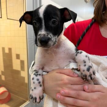 Thunder -  Mixed Breed Dog for Adoption in Columbus, Georgia - Thunder | PetCurious