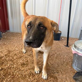Topper KCAC #670.26 -  Anatolian Shepherd and Mixed Breed Dog for Adoption in Kerrville, Texas - Topper KCAC #670.26 | PetCurious