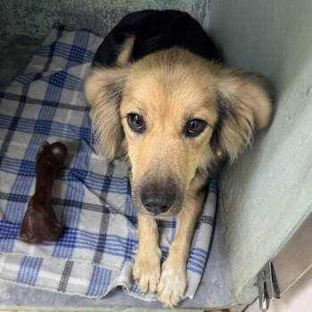 Whiskey -  Shepherd and Mixed Breed Dog for Adoption in Tyler, Texas - Whiskey | PetCurious