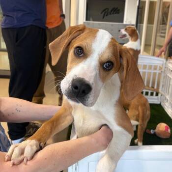 Hound and Labrador Retriever Dogs Available for Adoption in Nashville, Tennessee - Fred | PetCurious