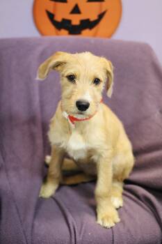 Patina in NH. Come Meet our Adoptable Dogs Wednesday-Saturday. M -  Terrier Dog for Adoption in Manchester, New Hampshire - Patina In NH. Come Meet Our Adoptable Dogs Wednesday-Saturday. M | PetCurious
